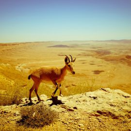 Southern Israel: from the Judean Desert to Eilat